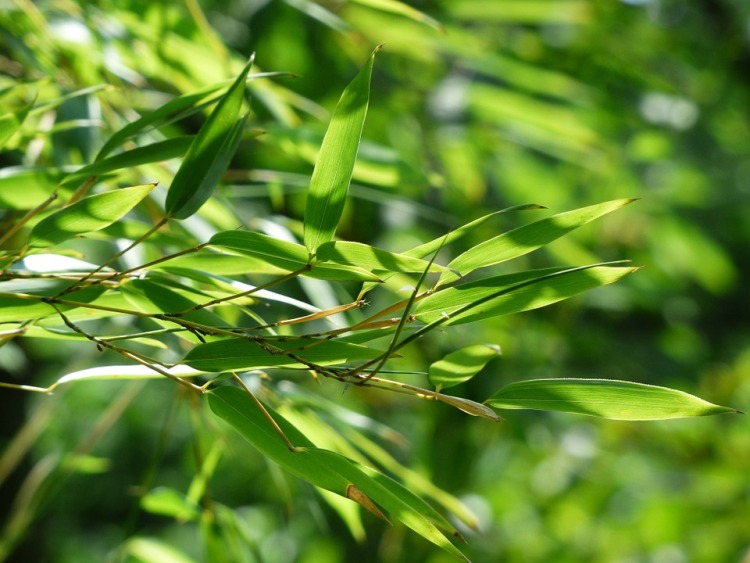 PHYLLOSTACHYS AUREOSULCATA AUREOCAULIS