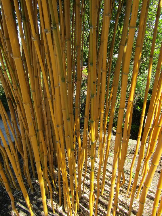 PHYLLOSTACHYS AUREOSULCATA AUREOCAULIS