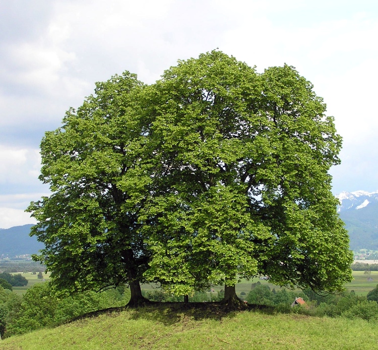 TILIA CORDATA