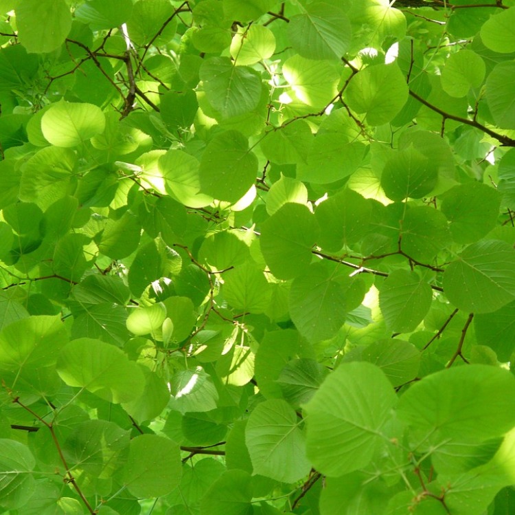 TILIA CORDATA