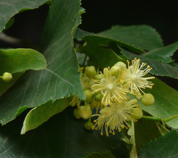 TILIA CORDATA