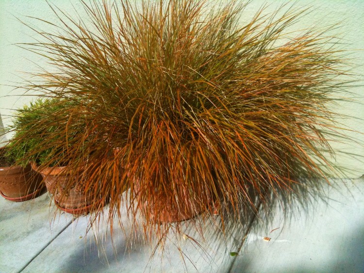 CAREX TESTACEA