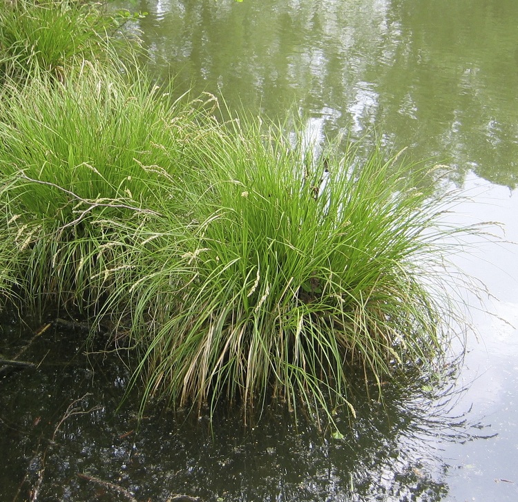 CAREX PANICULATA