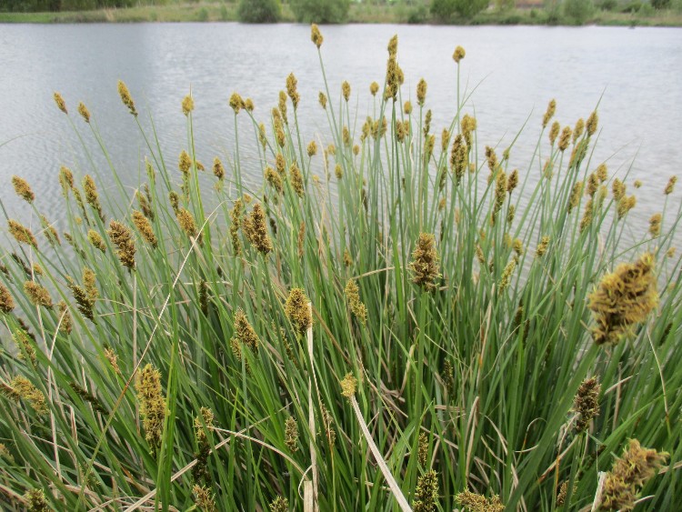 CAREX PANICULATA