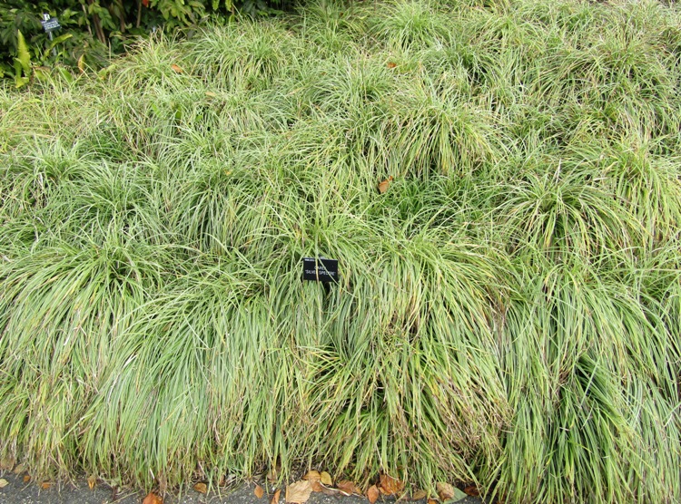 CAREX MORROWII SILVER SCEPTER