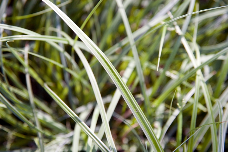 CAREX MORROWII SILVER SCEPTER