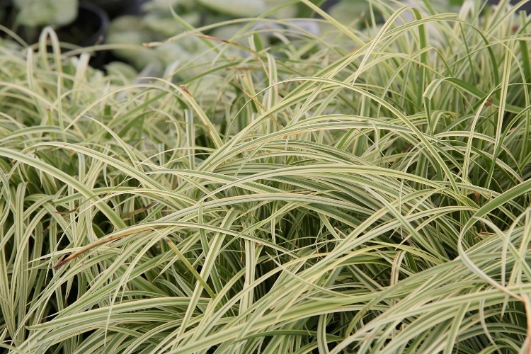 CAREX MORROWII SILVER SCEPTER
