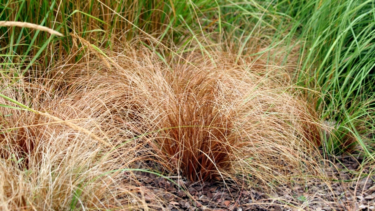 CAREX FLAGELLIFERA