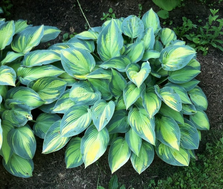 HOSTA TARDIANA JUNE
