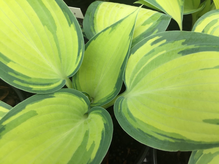 HOSTA TARDIANA JUNE