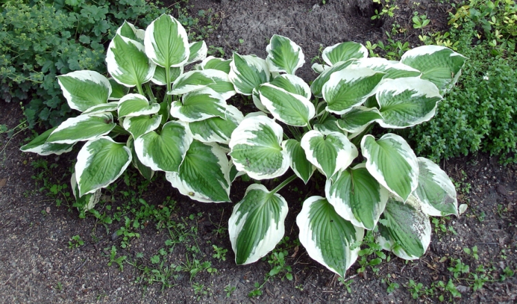 HOSTA FORTUNEI MINUTEMAN