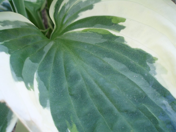 HOSTA FORTUNEI MINUTEMAN