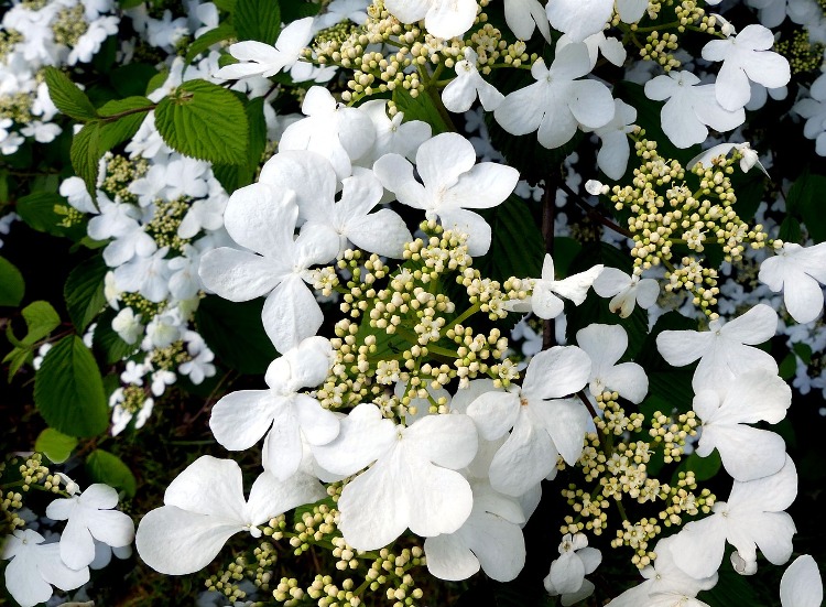 HYDRANGEA MACROPHYLLA TELLER WEISS