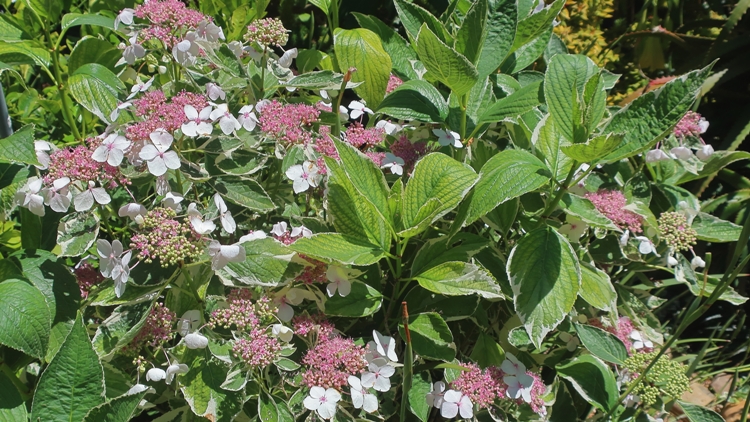 HYDRANGEA MACROPHYLLA TELLER WEISS