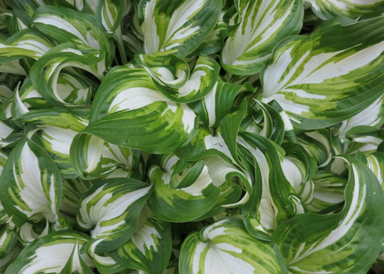 HOSTA FORTUNEI FIRE AND ICE