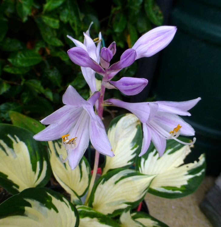 HOSTA FORTUNEI FIRE AND ICE