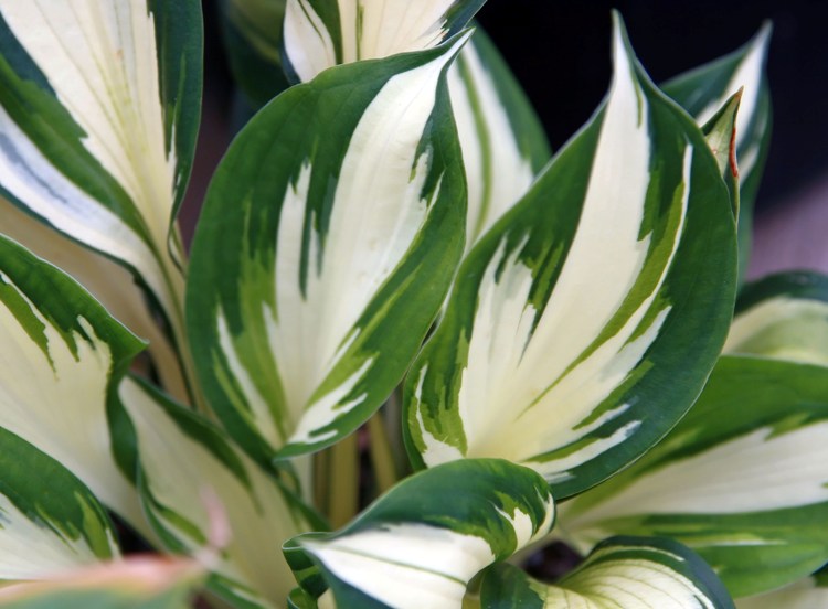 HOSTA FORTUNEI FIRE AND ICE