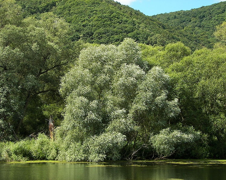 SALIX ALBA