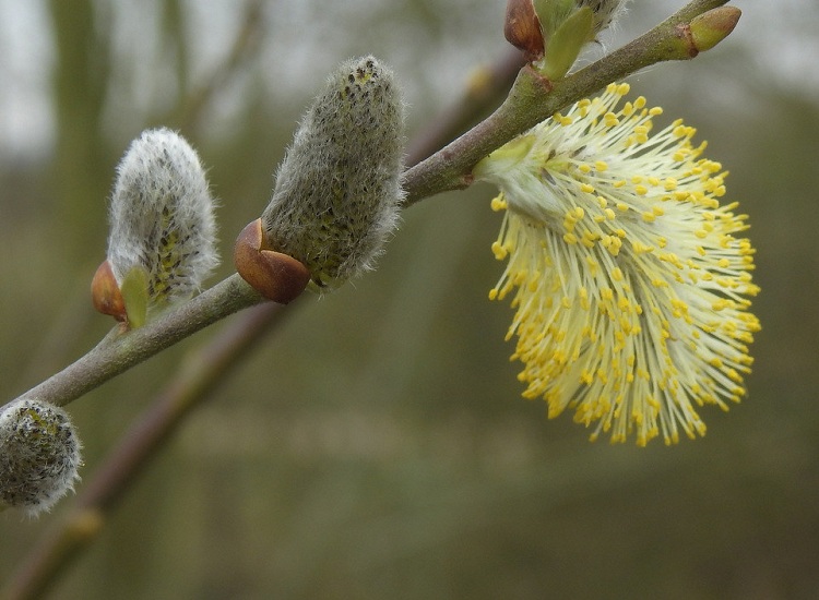 SALIX ALBA