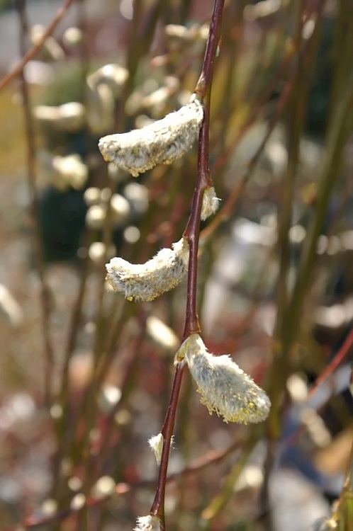 SALIX CAPREA KLIMARNOCK PENDULA