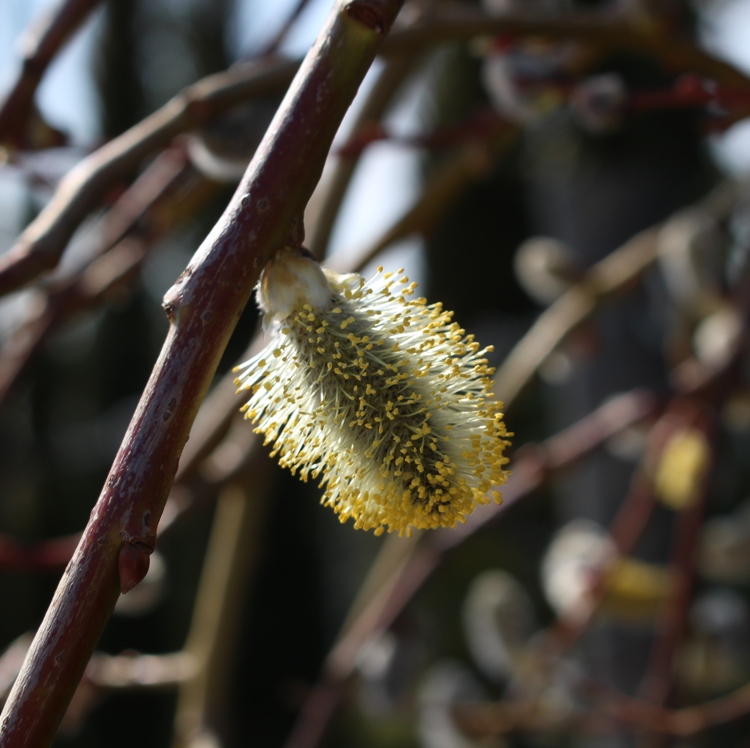SALIX CAPREA KLIMARNOCK PENDULA