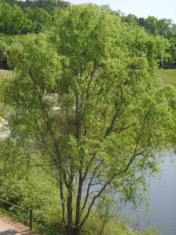 SALIX MATSUDANA TORTUOSA