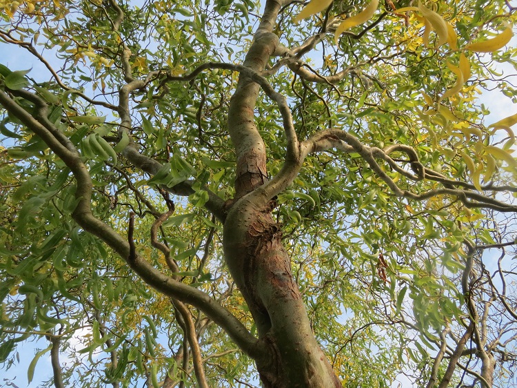 SALIX MATSUDANA TORTUOSA