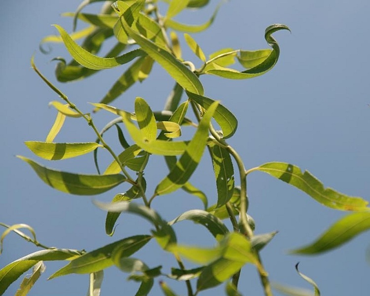 SALIX MATSUDANA TORTUOSA