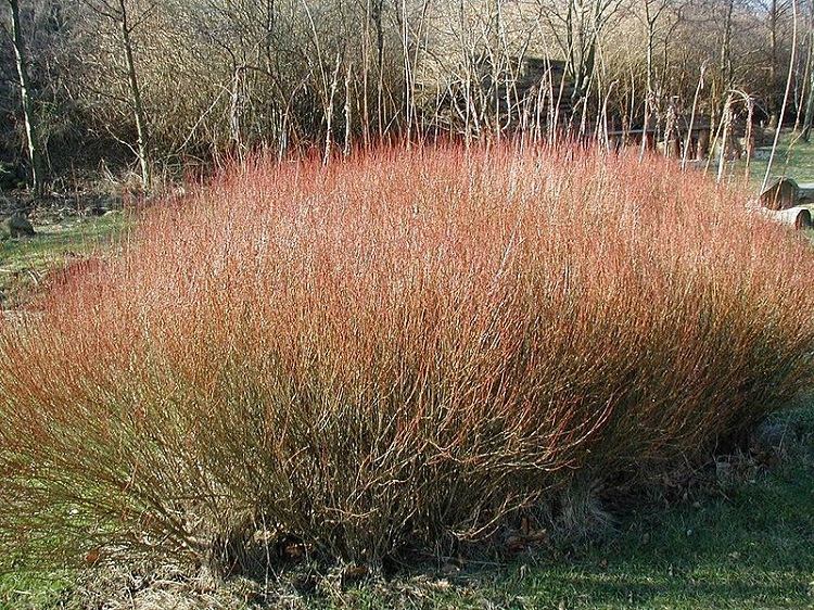 SALIX PURPUREA NANA