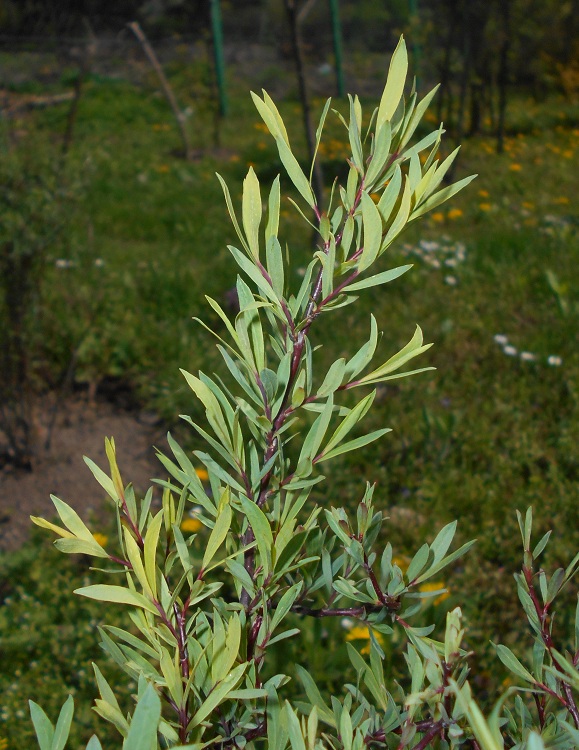 SALIX PURPUREA NANA