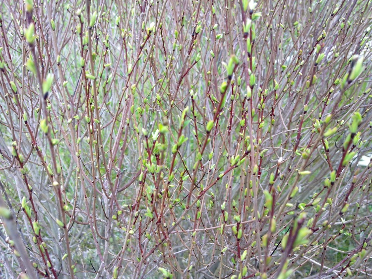 SALIX PURPUREA NANA