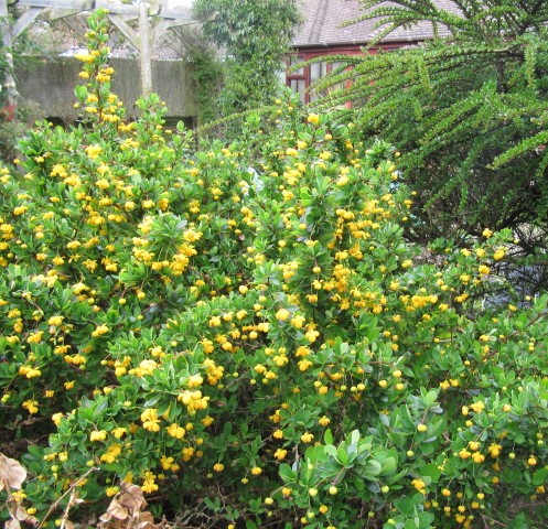 BERBERIS BUXIFOLIA NANA