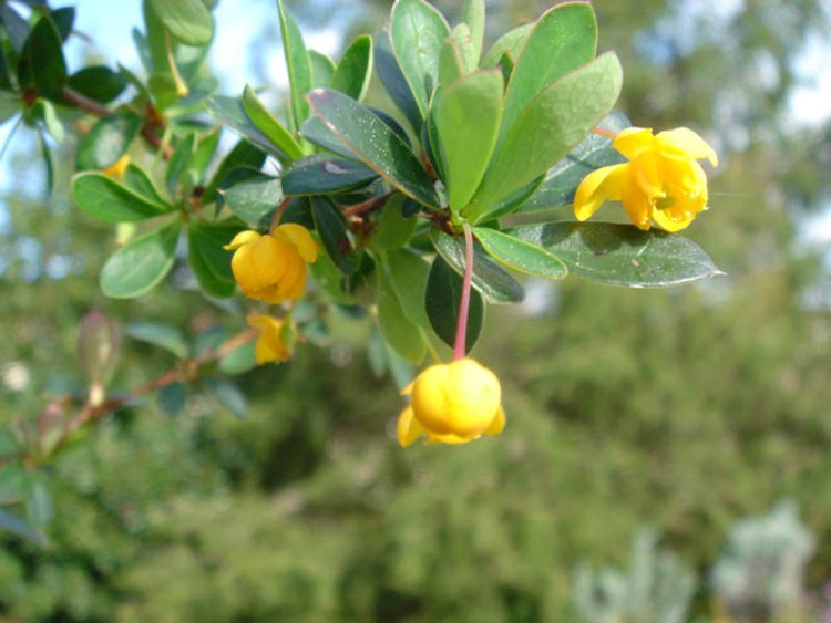 BERBERIS BUXIFOLIA NANA