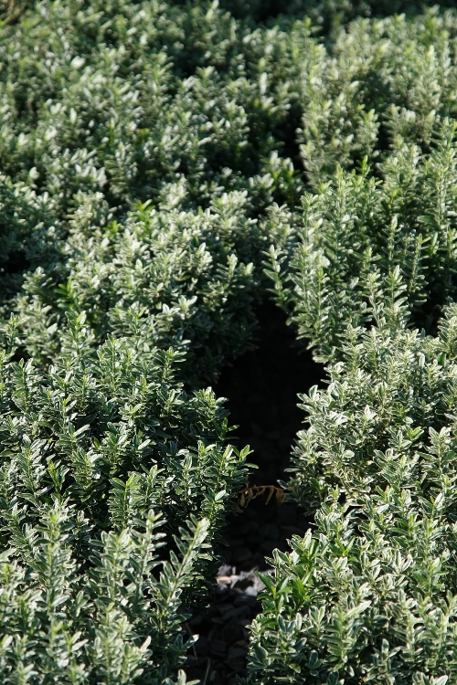 EUONYMUS JAP.MICROPHYLLUS ALBOVARIEGATUS