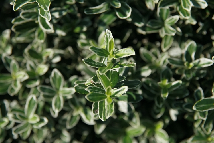 EUONYMUS JAP.MICROPHYLLUS ALBOVARIEGATUS
