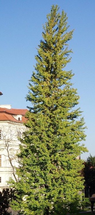 GINKGO BILOBA BLAGON