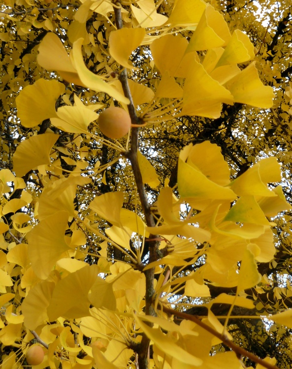 GINKGO BILOBA BLAGON