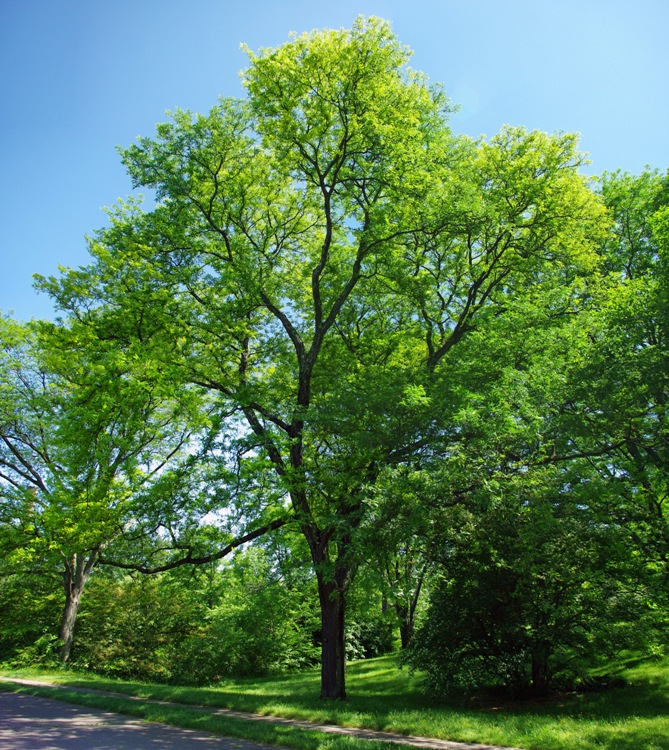 GLEDITSIA TRIACANTHOS
