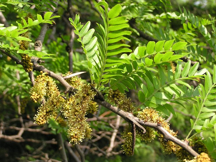 GLEDITSIA TRIACANTHOS