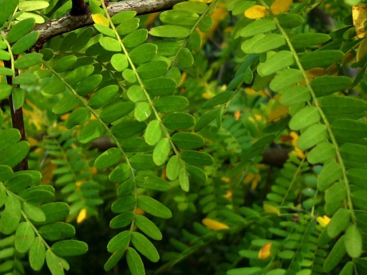 GLEDITSIA TRIACANTHOS SKYLINE