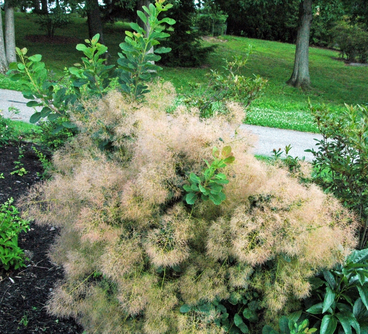 COTINUS COGGYGRIA YOUNG LADY - SCOTANO