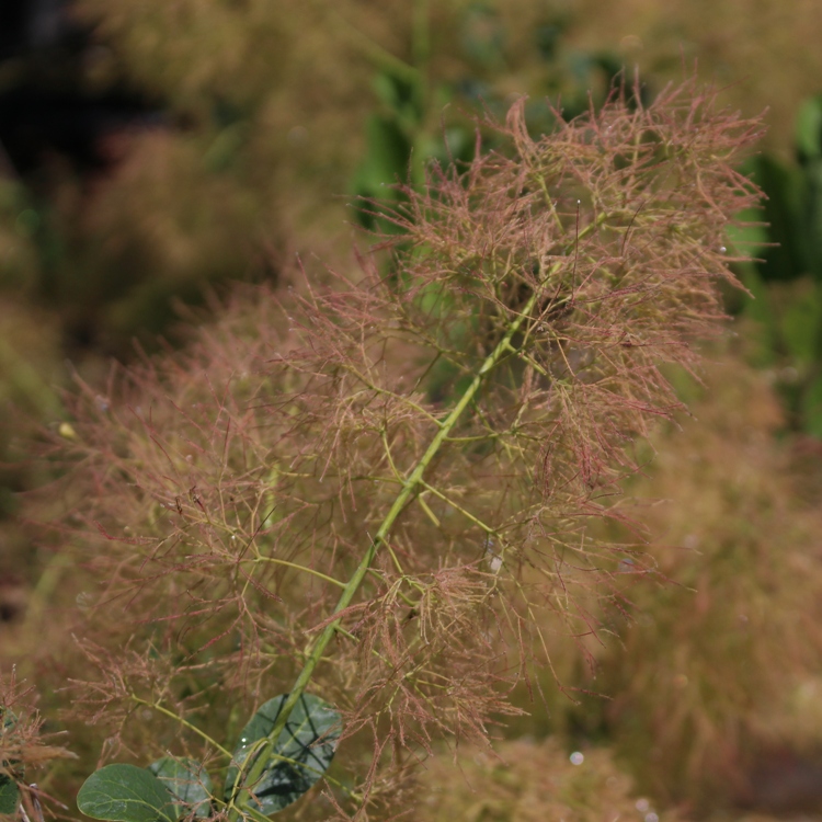 COTINUS COGGYGRIA YOUNG LADY - SCOTANO