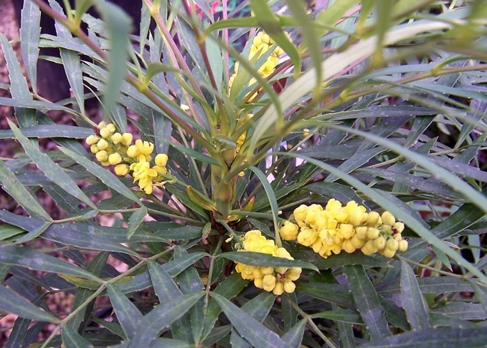 MAHONIA EURYBRACTEATA SOFT CARESS