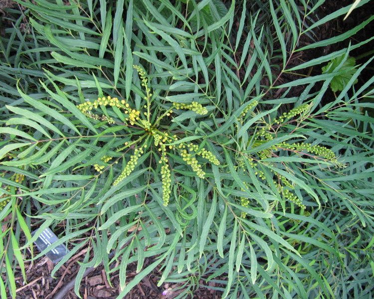 MAHONIA EURYBRACTEATA SOFT CARESS