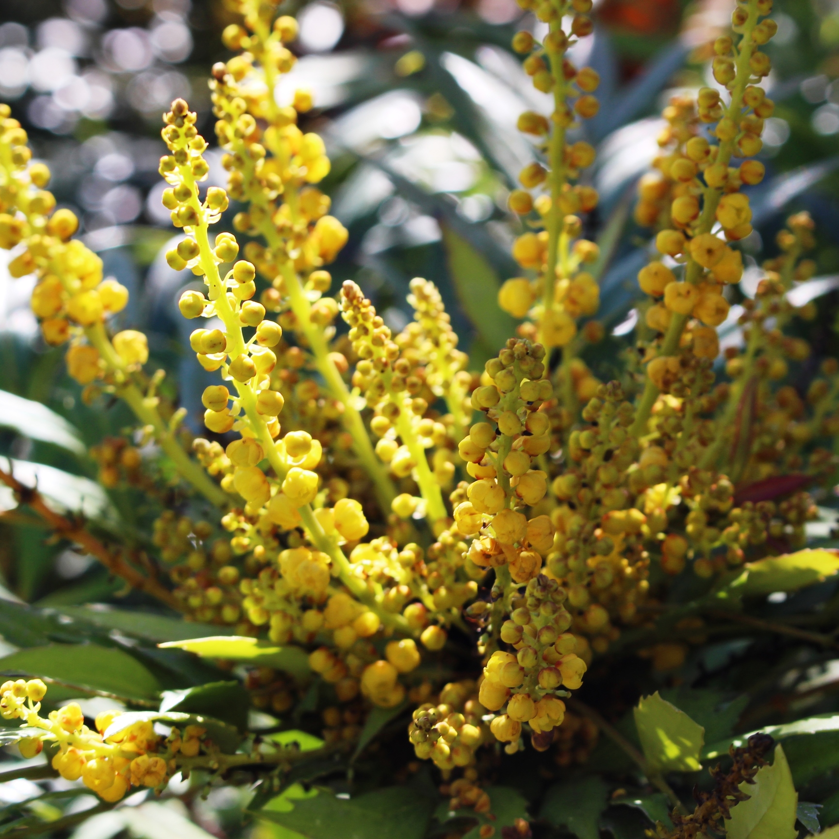 MAHONIA EURYBRACTEATA SWEET WINTER