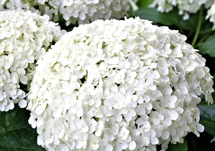 HYDRANGEA ARBORESCENS INCREDIBALL