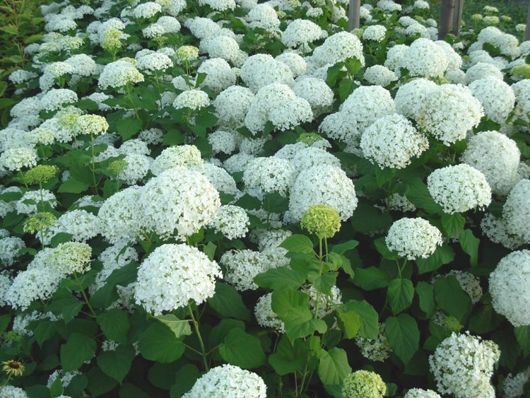 HYDRANGEA ARBORESCENS INCREDIBALL