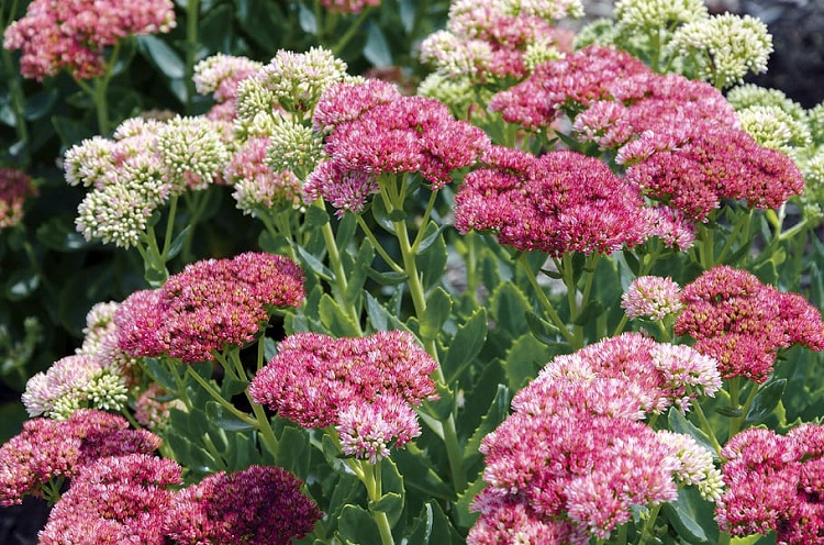 SEDUM SPECTABILE METEOR