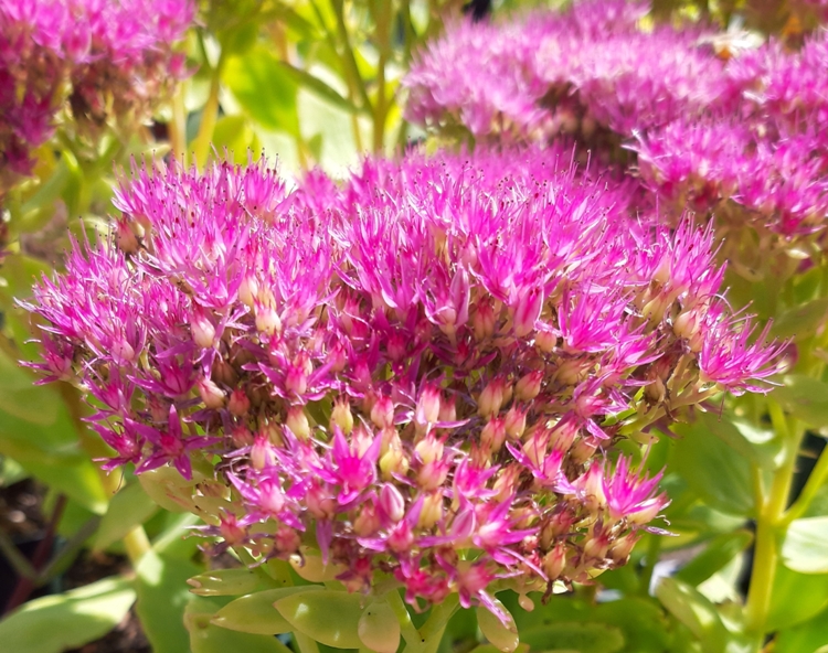 SEDUM SPECTABILE METEOR