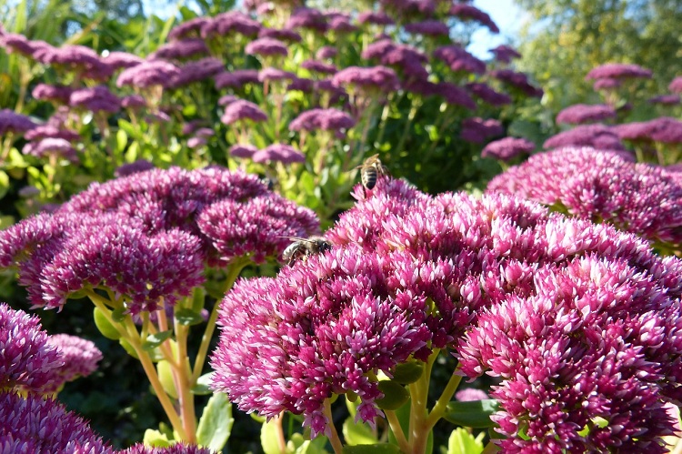 SEDUM SPECTABILE CARMEN